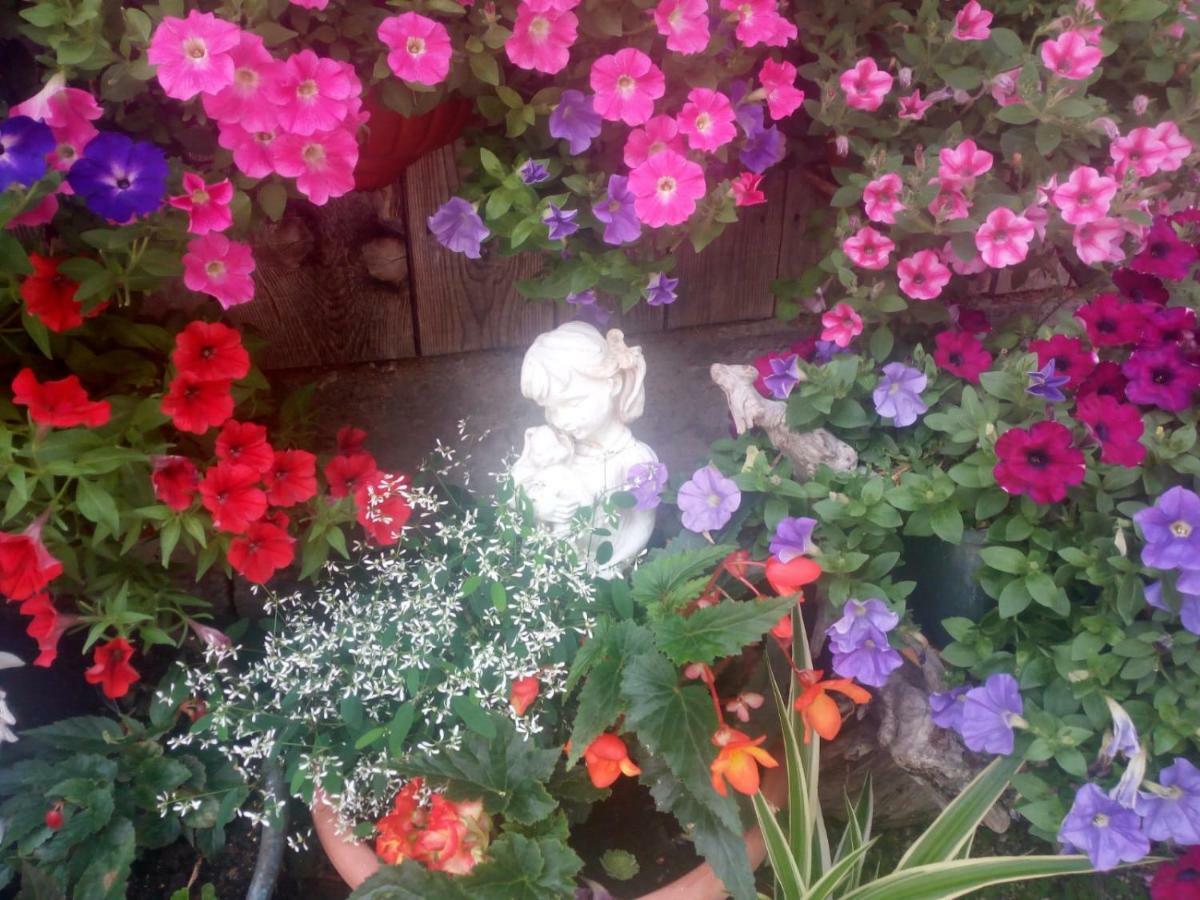 Flatscherhof San Lorenzo di Sebato Dış mekan fotoğraf